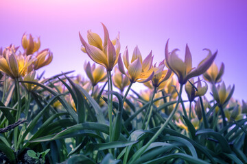 Blooming Tulips Tarda (Tulipa tarda) in purple light in spring. Bottom view. Nature background