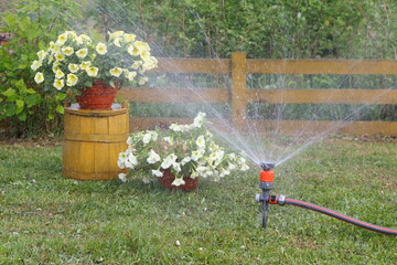 Watering by the garden hose with sprinkler a plants and the pots of flowers in garden. - obrazy, fototapety, plakaty