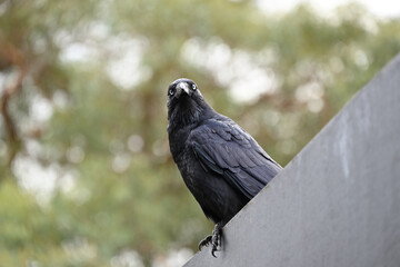 A little raven perched atop a temporary fence, or hoarding, while staring into the foreground
