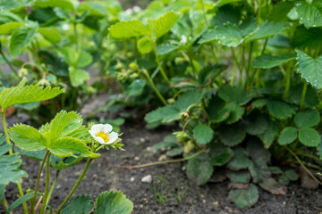 Organic strawberry plants in spring