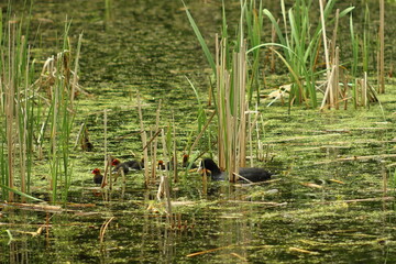 Duck swimming on the lake on a spring morning.