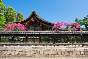 京都　御香宮神社（ごこうのみやじんじゃ）の本殿と菊桃