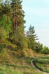 A path in the forest, a beautiful landscape
