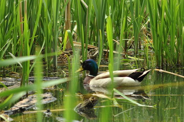 Duck swimming on the lake on a spring morning.