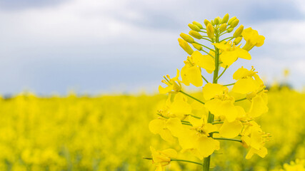 Rapeseed flower. Yellow rape flowers for healthy food oil on field. Rapeseed plant, colza canola for green energy. Yellow mustard plant.