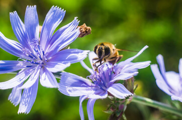 Chicory bee on a light purple flower.