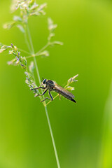 dragonfly sits on a sprig of grass on a green background