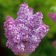 Violett blühender Flieder, Syringa