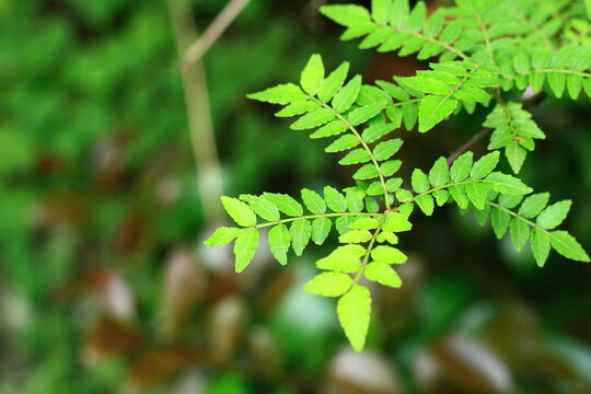 2 236 Best 山椒 Images Stock Photos Vectors Adobe Stock