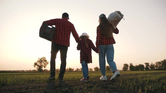 Farmer and happy family. Senior farmer in wheat field with box of vegetables. Happy family in field at sunset. Senior farmer with his family is harvesting. Happy family hiking. Farmer checks the crop