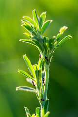 several ants on a green plant