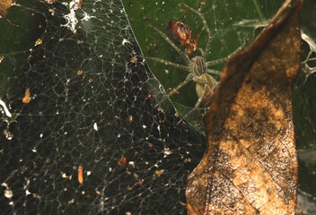 Hunting of Small Spider in Spiderweb