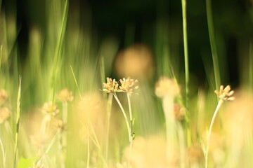 芝に生える雑草