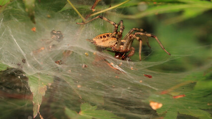 Hunting of The Spider (Agelena Silvatica)