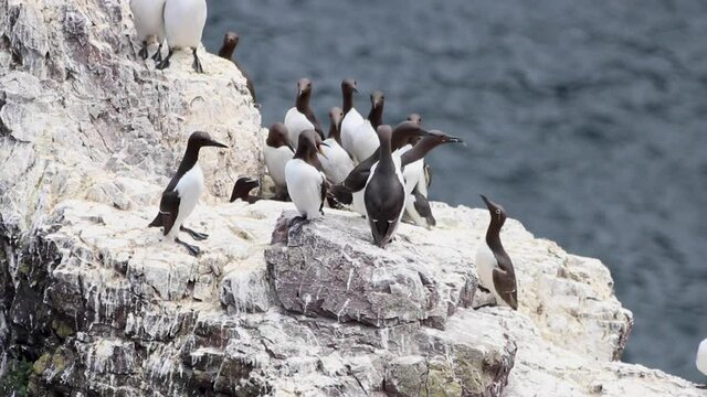 Murre Bird Colony on Rock