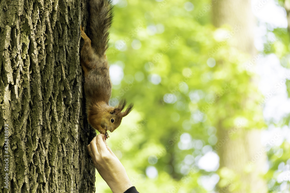 Poster squirrel on a tree. red squirrel eats nuts from a human palm.