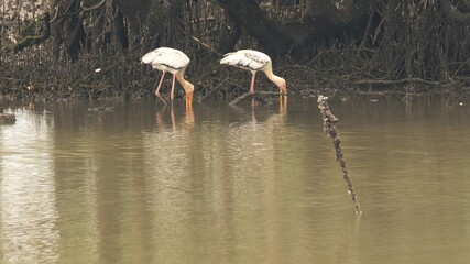 Hunting Time for Yellow-Billed Storks
