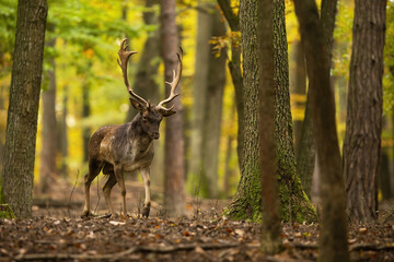 Fallow deer, dama dama, walking in colorful forest in autumn nature. Spotted stag approaching in yellow woodland with copy space. Mammal moving in fall nature.