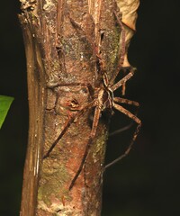 Huntsman Spider on The Tree with Rainforest