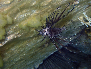 Long-fin black lion fish belongs to the family Scorpaenid. The fish has fins as long spines which are extremely venomous, it lives among coral reefs in crannies and nooks, Red Sea, Middle East
