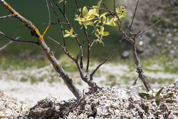 young tree shoot making its way through the chalk ground