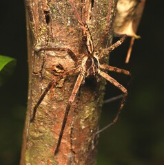 Huntsman Spider on The Tree