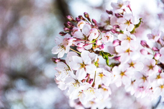 ぼかした桜の背景に浮かぶ桜の花
