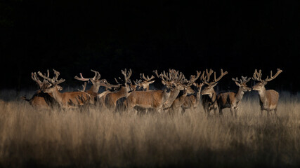  A large group of Red deer (Cervus elaphus) with antlers growing in velvet. On the field of...