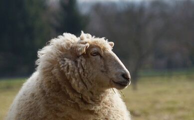 Naklejka premium side portrait of white sheep in field