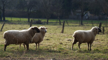 herd of sheep, three sheep standing on pasture