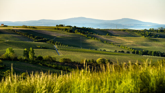 Blick &uuml;ber die Weinberge in Zornheim zum Feldberg im Taunus