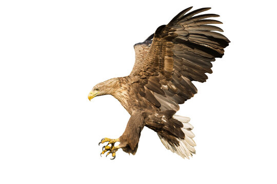 Majestic white-tailed eagle, haliaeetus albicilla, landing with open wings and catching prey with talons isolated on white background. Large bird of prey flying cut out on white background.