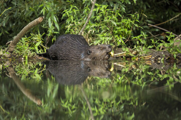 Eurasian beaver, castor fiber, diving into water and holding branch in its mouth in summer nature. Wild animal with brown wet fur near its dam with copy space. Mammal feeding with tree.