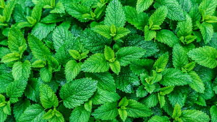 Green mint plant growing background.Beautiful texture of leaves in nature.Green leaf with water drops,the nature plant pattern as a background or wallpaper.