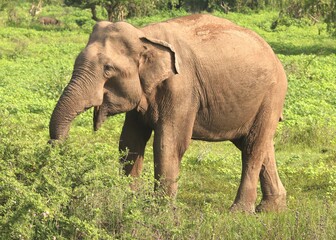Fototapeta na wymiar Hungry Wild Elephant with Grass Fields