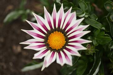Flowering Gazania rigens, treasure flower, natural macro floral background
