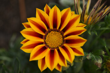 Flowering Gazania rigens, treasure flower, natural macro floral background

