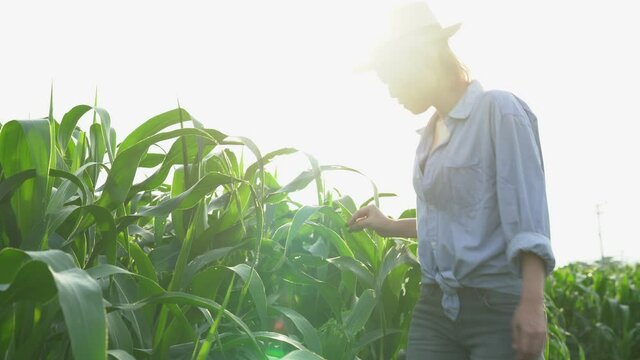  Female farmer using laptop to collect information on agricultural crops, young corn plants, Nan, Thailand 
