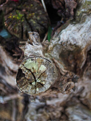 abstract cut tree trunk with lichens