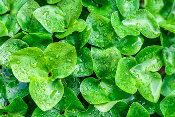the nature plant pattern as a background or wallpaper.Beauty transparent drop of water on a green leaf macro with sun glare.