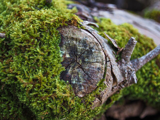 abstract cut tree trunk with lichens