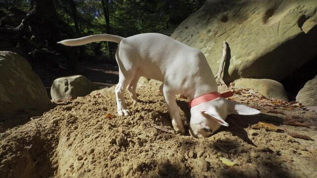 A miniature English bull-terrier puppy, wearing a bright pink collar,  playing in the sand, purposefully digging with her little paws. It is a beautiful summer day, sun shining brightly.