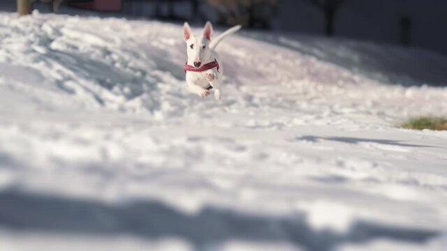 A playful miniature bull terrier puppy, wearing a bright pink harness,  running, jumping, and playing in the snow, chasing the toy. It is a beautiful sunny winter day, snow is sparkling under the sun.