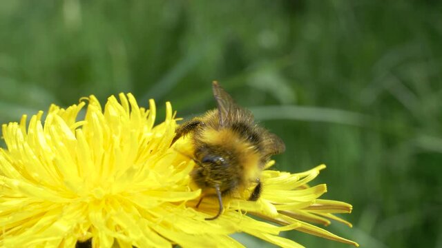 Common Carder Bee (Bombus Pascuorum) Pollinating The Yellow Dandelion Flower. - close up