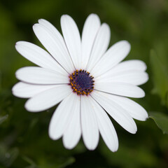 flowering Osteospermum, African daisy natural floral background
