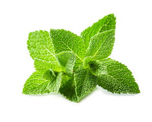 Fresh green mint