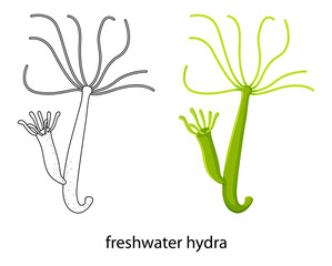 Freshwater hydra in colour and doodle on white background - obrazy, fototapety, plakaty