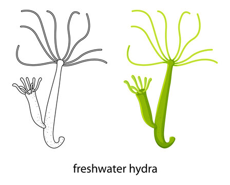 Freshwater hydra in colour and doodle on white background