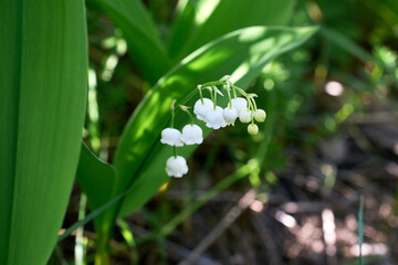 White lily-of-the-valley flowers on a background of green leaves.