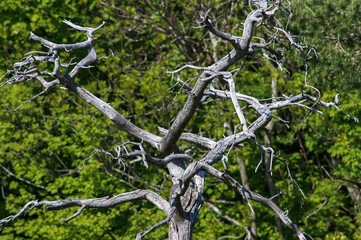 closeup view of leafless dead tree without bark and cracked branches. Concept of sadness, grief or despair 